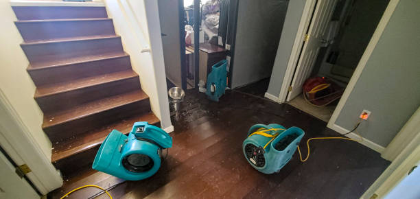 Best Professional water damage repair  in Oli, PA
